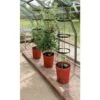 Tomatentoren Met Bewateringssysteem - 150 Cm -ESSCHERT DESIGN Verkoopwinkel 1519073837 1 600