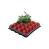 Tray Met 20 Kweekpotjes 6 Cm -ESSCHERT DESIGN Verkoopwinkel 1597239142 1 600