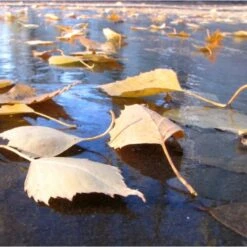 Fijnmazig Vijvernet 6 × 5 Meter -ESSCHERT DESIGN Verkoopwinkel fijnmazig vijvernet 6 x 5 meter 1541778382 1 600