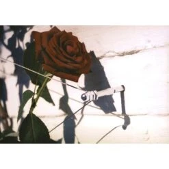 Geleidingssysteem Voor Klimplanten Palissa -ESSCHERT DESIGN Verkoopwinkel geleidingssysteem voor klimplanten 1601382137 3 600