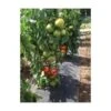 Gronddoek Met Openingen Voor Tomaten - 60 Cm × 5 M -ESSCHERT DESIGN Verkoopwinkel gronddoek tomaten 60 cm x 5 m 1513847223 1 600