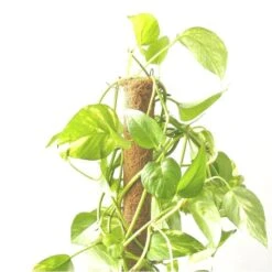 Kokos Kamerplantensteun - Plantstok Ø 45 Mm × 1,5 M -ESSCHERT DESIGN Verkoopwinkel kokos plantstok 45 mm x 15 m 1622714996 4 600