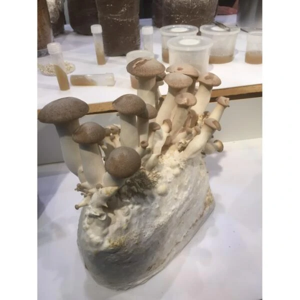 Kweekset 7,5 Liter Koningsoesterzwam 2 Kweekset 7,5 Liter Koningsoesterzwam - Afbeelding 2