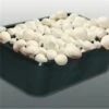 Kweekset 3 Liter Witte Champignons -ESSCHERT DESIGN Verkoopwinkel kweekset witte champignons 1486027800 0 600