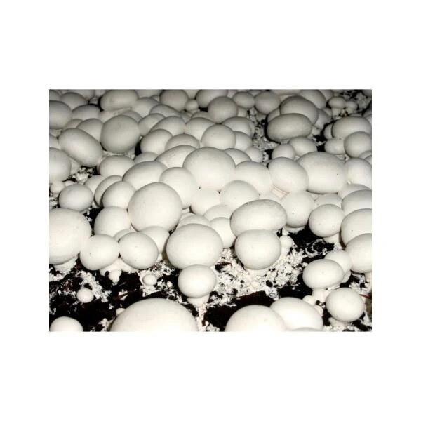 Kweekset 7,5 Liter Witte Champignons 2 Kweekset 7,5 Liter Witte Champignons - Afbeelding 2