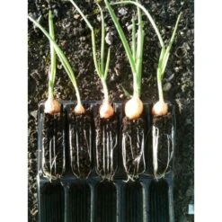 Kweektray Compact Rapid Root - 20 Cellen -ESSCHERT DESIGN Verkoopwinkel kweektray rapid root 20 cellen 1487680721 0 600