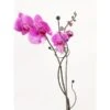 Orchideeënsteun -ESSCHERT DESIGN Verkoopwinkel orchideensteun 1484052768 1 600