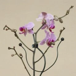 Orchideeënsteun -ESSCHERT DESIGN Verkoopwinkel orchideensteun 1484052768 4 600