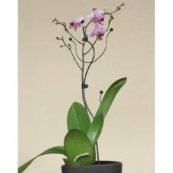 Orchideeënsteun -ESSCHERT DESIGN Verkoopwinkel orchideensteun 1484052768 5 600