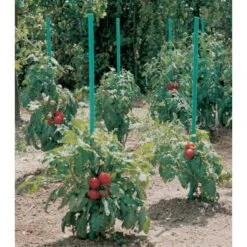 Plantensteun Voor Tomaten Met Waterreserve - 150 Cm