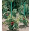 Plantensteun Voor Tomaten Met Waterreserve - 180 Cm -ESSCHERT DESIGN Verkoopwinkel plantsteun voor tomaten met waterreserve 1m80 1602162794 1 600