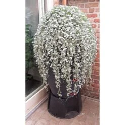 Regenton Antraciet - 360 Liter -ESSCHERT DESIGN Verkoopwinkel regenton antraciet 360 liter 1566069314 1 600