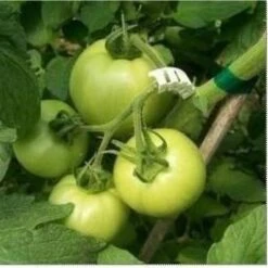 Tomaten Trossteun Wit - Set Van 100 Stuks -ESSCHERT DESIGN Verkoopwinkel tomatentrossteunen 1484056718 4 600