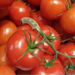 Tomaten Trossteun Wit - Set Van 100 Stuks -ESSCHERT DESIGN Verkoopwinkel tomatentrossteunen 1536691845 1 600