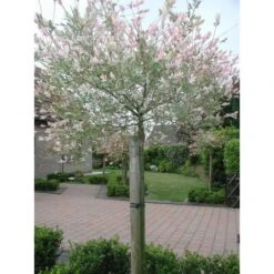 Tree-fix Boombinder 23 Cm - Set Van 20 Stuks -ESSCHERT DESIGN Verkoopwinkel treefix boombinder 23 cm 1547127699 1 600