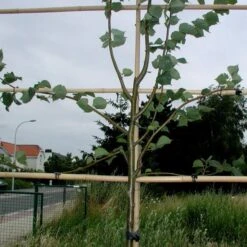 Vigne-fix 7 Cm Plantenbinder - 500 G -ESSCHERT DESIGN Verkoopwinkel vignefix 7 cm plantenbinder 1547134454 1 600