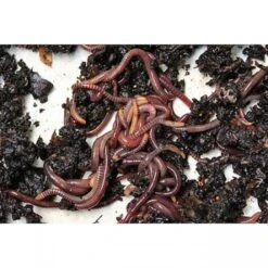 Wormenbak - 3 Laden -ESSCHERT DESIGN Verkoopwinkel wormenbak 3 laden 1484061555 3 600