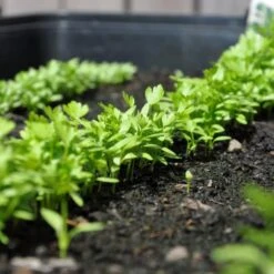 Zaaibak Zwart 57 × 42 × 8 Cm 9 Zaaibak Zwart 57 × 42 × 8 Cm -ESSCHERT DESIGN Verkoopwinkel zwarte zaaibak 55 x 40 x 8 cm 1484055699 5 600