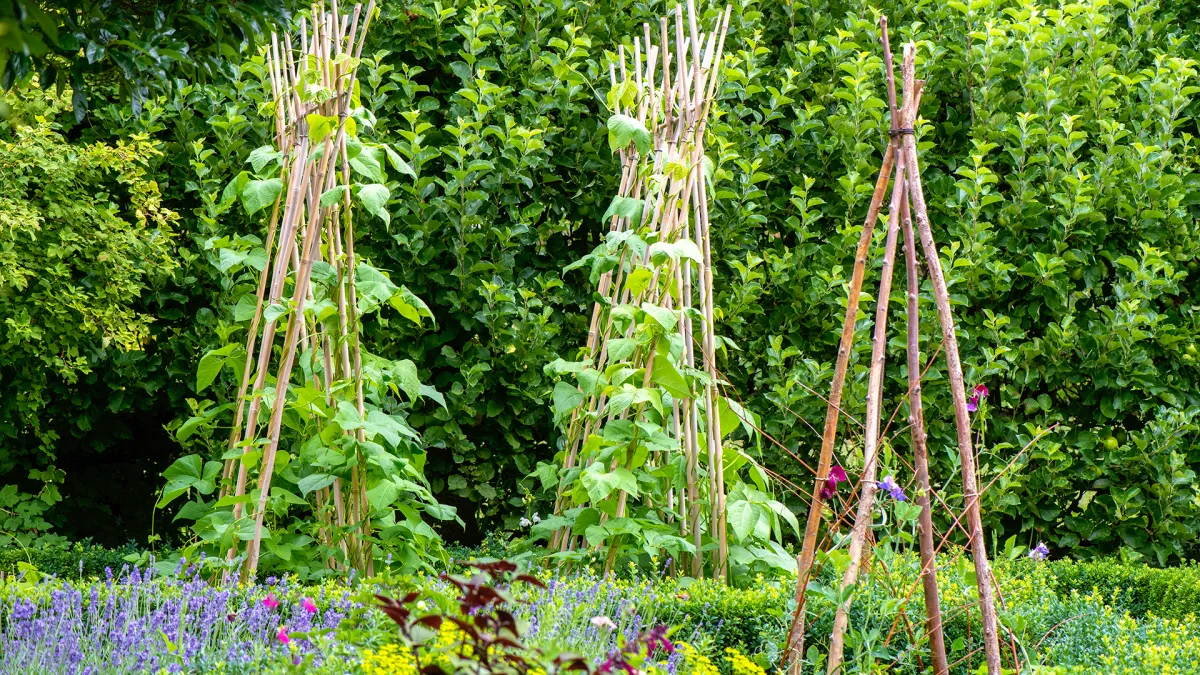 Voorkant -ESSCHERT DESIGN Verkoopwinkel tuteur en bois pour ramer les haricots verts